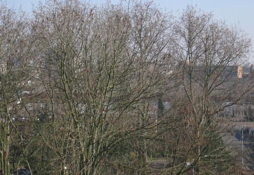 muiderkring55 (81 visits) muiderkring55