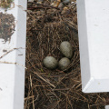 IMG 4432