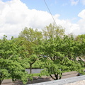 IMG 4461
