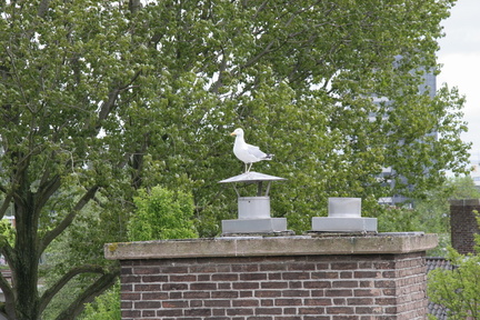 IMG 4468