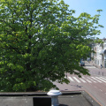 IMG 4235