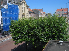 IMG 4240