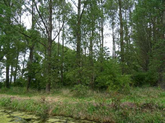 SDC10111