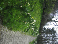 Groenesteeg06