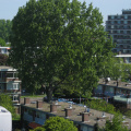 Haagwijk panorama 891