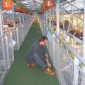 hortus 4