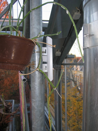 hortus 5