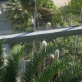 hortus 37