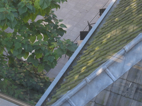 hortus 38