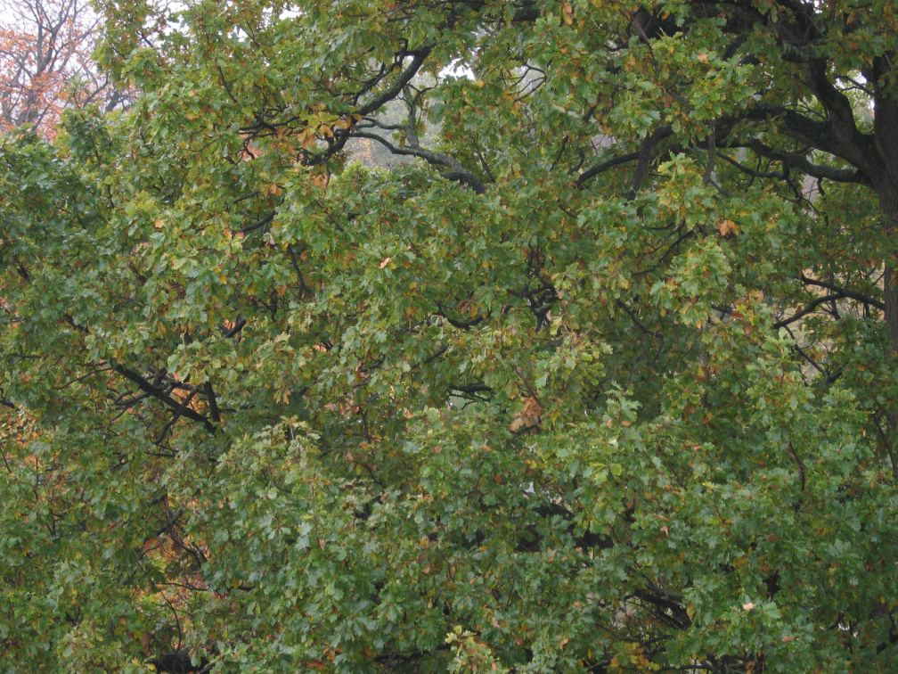 plantsoen 34