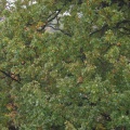 plantsoen 34