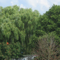 ZwaluwAK2