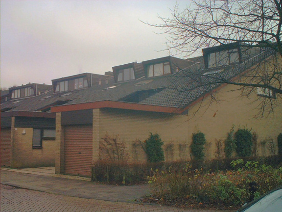 Akkerhoornbloem2