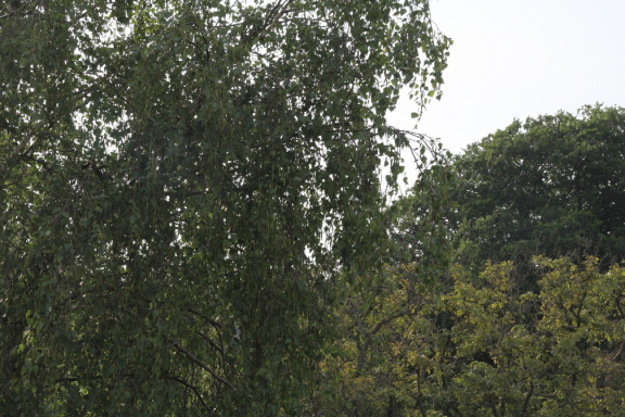 RES-IMG 8830