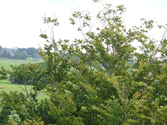 ztw-dorpskerk-sitesurvey-2012-029