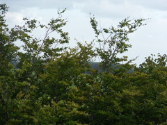 ztw-dorpskerk-sitesurvey-2012-030