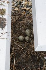 IMG 4432