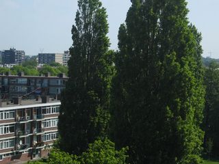 Haagwijk panorama 894