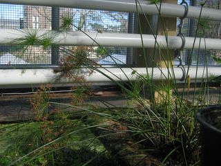 Hortus repeater4