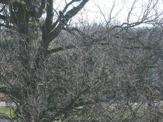 plantsoen 919
