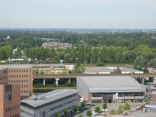 gouwevogel0018