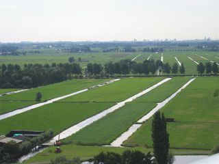 gouwevogel0024