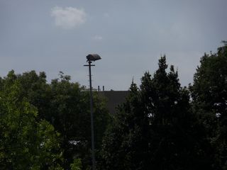 eendenkooi survey2012 21