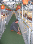 hortus 4