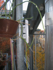 hortus 5