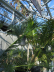 hortus 30
