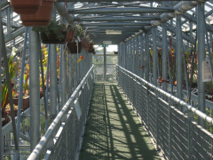 hortus 36
