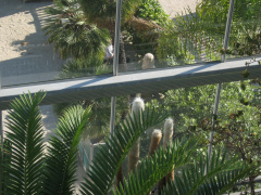hortus 37