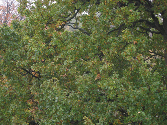 plantsoen 34