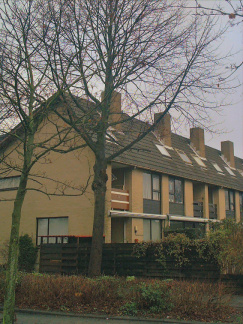 Akkerhoornbloem1
